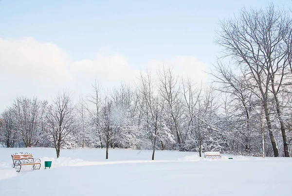 Bancos Árboles Nieve Invierno — Foto de Stock