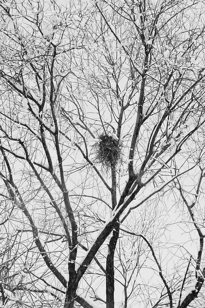 Ninho Uma Árvore Sob Neve Inverno Preto Branco — Fotografia de Stock