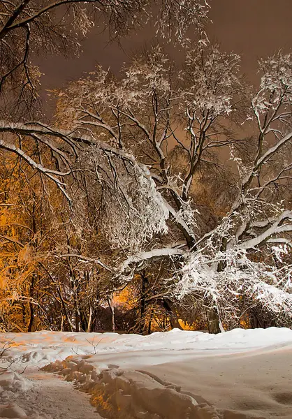 Alberi Sotto Neve Luce Dei Lampioni — Foto Stock