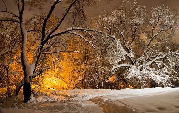 Bäume Schnee Und Das Licht Der Straßenlaternen Winter — Stockfoto