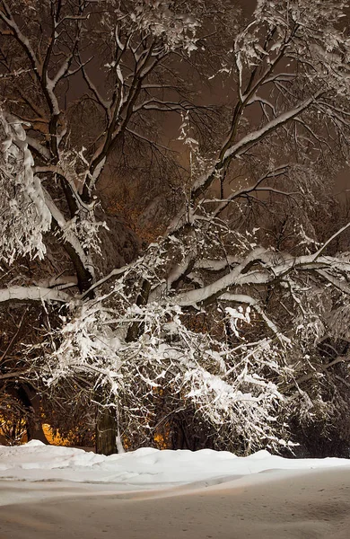 Trees Light Street Lamps Winter — Stock Photo, Image