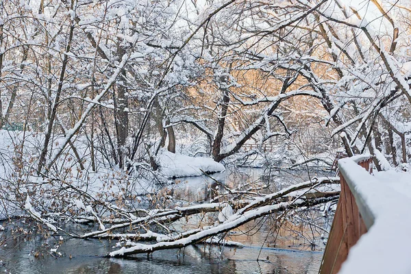 Árboles Caídos Río Parque Invierno — Foto de Stock