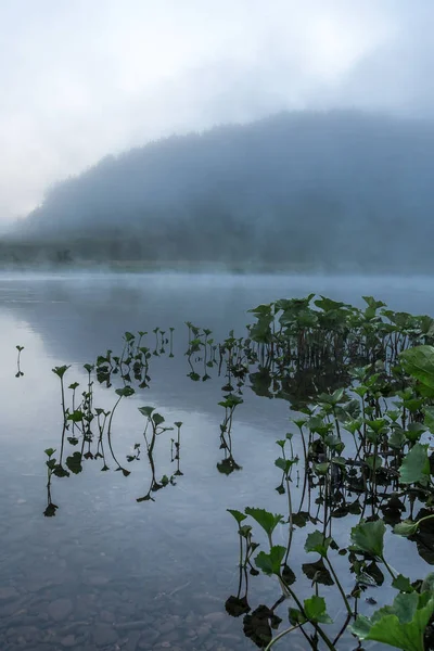 Piante Acquatiche Nella Nebbia All Alba — Foto Stock