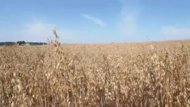Gündüz yulaf tarlası
