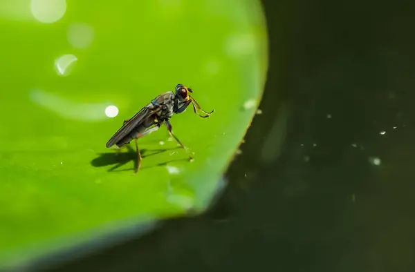 Mosquito Frota Sus Patas —  Fotos de Stock