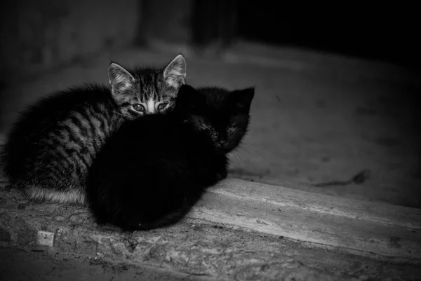 Twee Kittens Liggen Opeengepakte Samen — Stockfoto