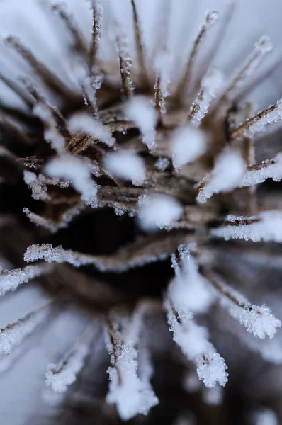 Заноза Снегу — стоковое фото
