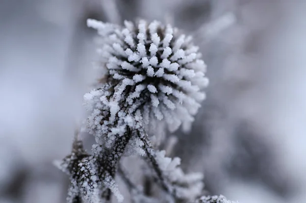 Espina Nieve —  Fotos de Stock