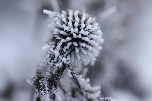 Doorn Sneeuw — Stockfoto