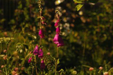 Diğer bitkiler arasında Peygamber bloom