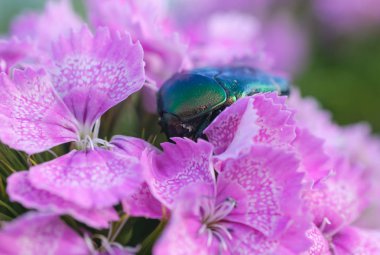 Böceği çiçekler arasında oturur