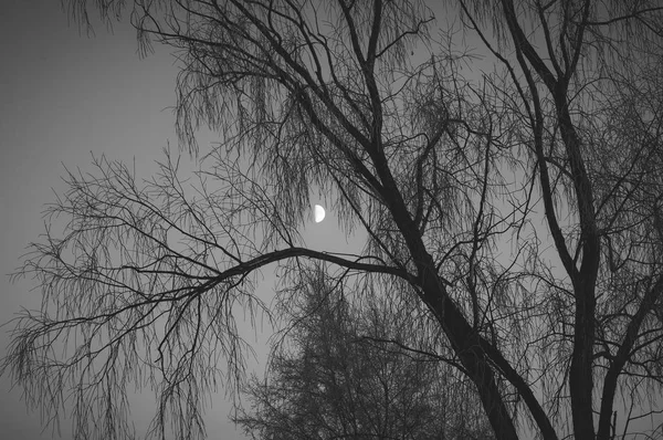 Φεγγάρι Στον Ουρανό Λάμπει Μέσα Από Κλαδιά Ενός Δέντρου — Φωτογραφία Αρχείου