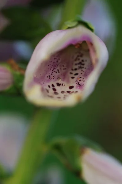 Kornblumen Blühen Unter Anderen Pflanzen — Stockfoto