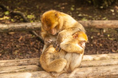 Orman Salem - maymun damat. 