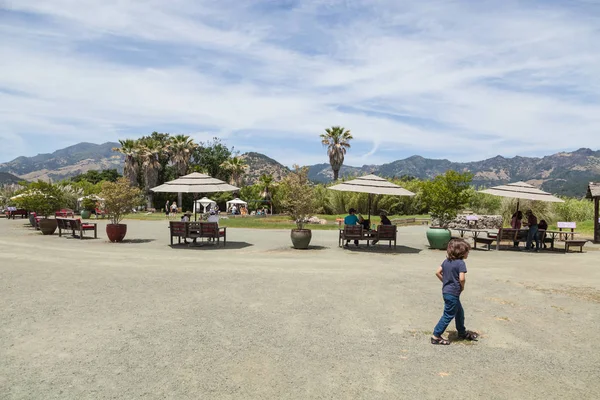 Starý Věrný Gejzír Calistoga Napa Valley Kalifornie — Stock fotografie