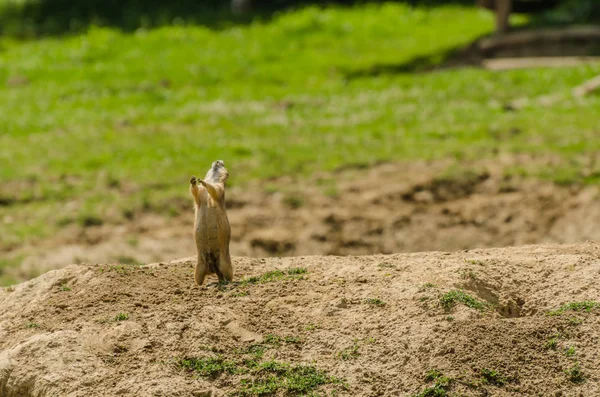 Meerkat Stretches Hill — Stock Photo, Image