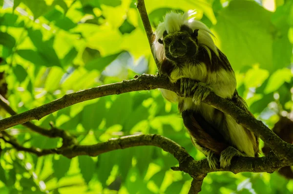 Scimmia Con Sfondo Verde Nello Zoo — Foto Stock