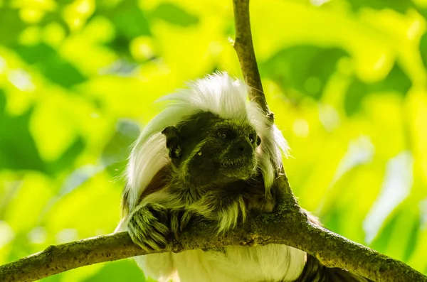 Monkey Looks Tree Zoo — Stock Photo, Image