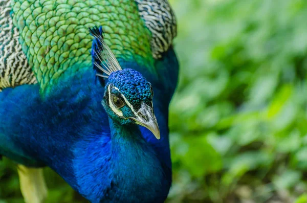 Peacock Head Side View Zoo — Stock Photo, Image