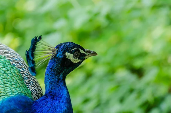 Colorful Peacock Looks Zoo — Stock Photo, Image