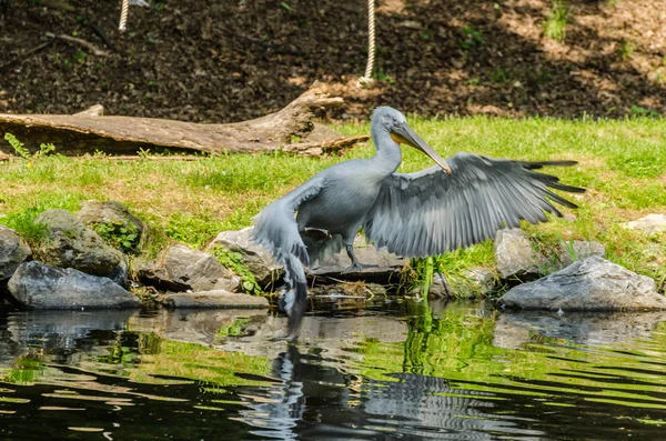 Pelican Part Eau Dans Zoo — Photo