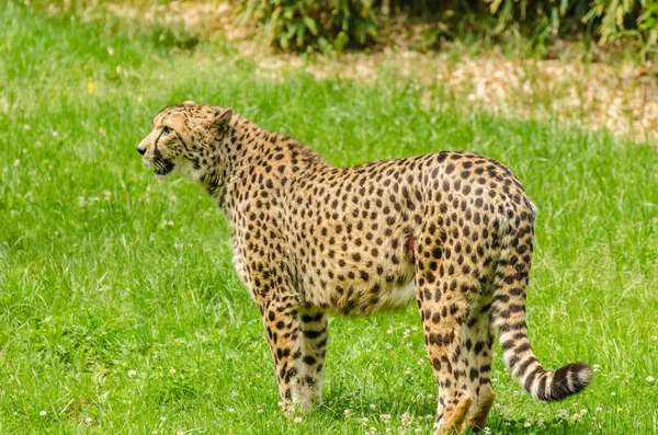 Leopardo Prado Zoológico — Fotografia de Stock