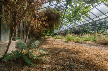 birçok bitki eski terk edilmiş sera içinde