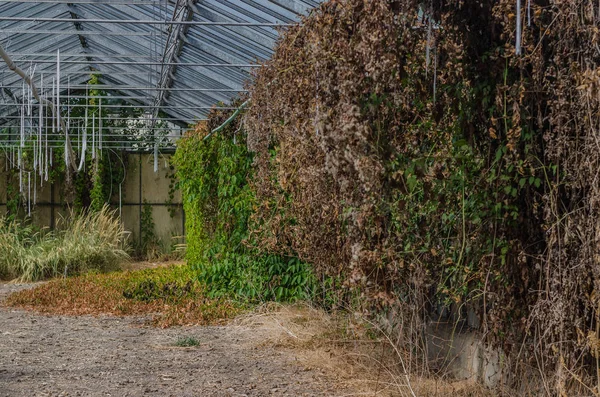 Mnohé Rostliny Staré Opuštěné Zahradnictví — Stock fotografie