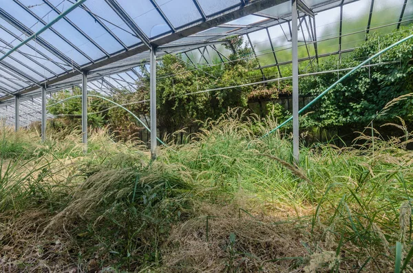 Oude Tuinieren Met Vele Planten — Stockfoto