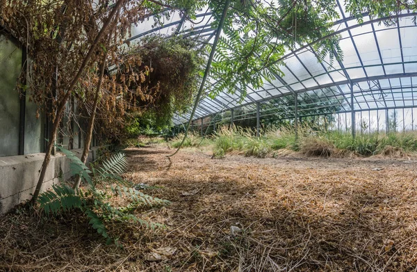 Alte Pflanzen Gewächshaus Vertrocknen — Stockfoto