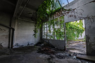 Bitkiler ile eski bir fabrika girişinde