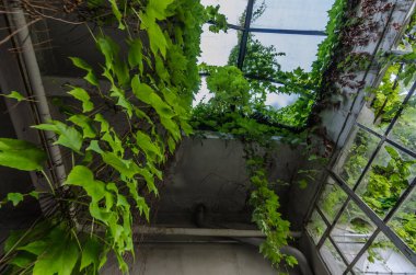 Asılı bitkiler üzerinde terk edilmiş bir fabrika çatısı