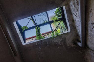 Bitkiler ile terk edilmiş bir fabrika penceresinde