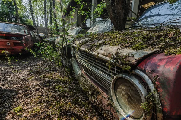 Old Cars Leaves Forest Nature — Stock Photo, Image