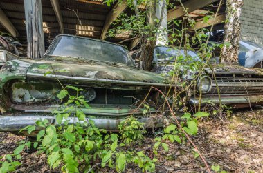 çöplük bitkilerde eski arabaların