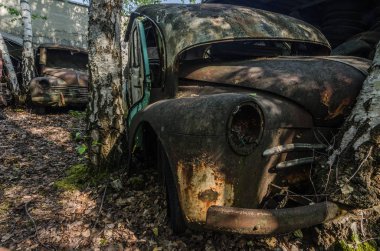 Ağaçta bir araba mezarlığı, paslı araba