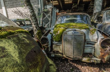 bir araba mezarlığı üzerinde moss ile eski arabalar