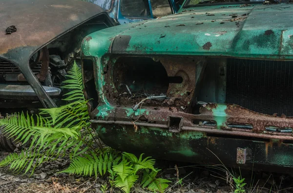 Fern Rusty Cars Car Cemetery — Stock Photo, Image