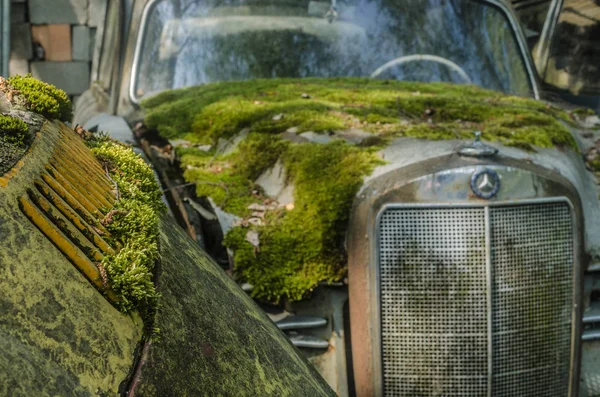 Moss Sulla Vista Dettaglio Auto — Foto Stock