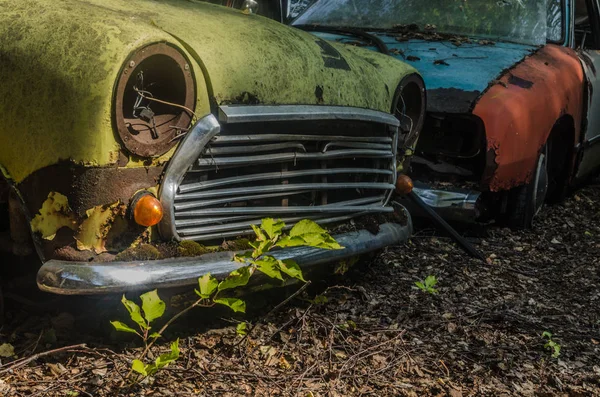 Planting Old Cars Junkyard — Stock Photo, Image