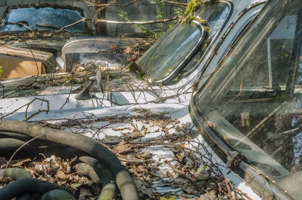 Coches Con Ramas Hojas Depósito Chatarra Desierto — Foto de Stock