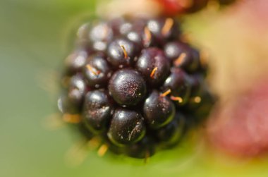 Orta ayrıntı görünümünde taze böğürtlen