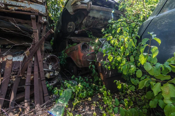 Много Старых Машин Растений Лесу — стоковое фото