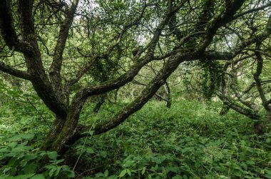 doğada eski ağaçlar