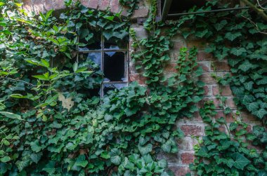 bitkiler ile büyümüş fabrika duvar