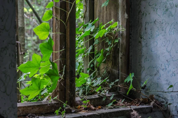 yaprakları bir evde büyümüş penceresiyle