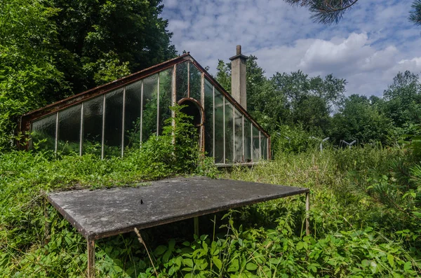 aşırı büyümüş eski terk edilmiş cam ev