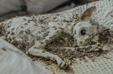 Bir otelin bir yatakta kedi mumya