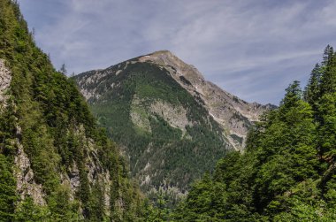 Dağları ve ağaçları doğada uzun bir yürüyüş sırasında