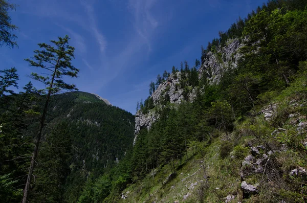 Крутий Гірський Схил Деревами Природі — стокове фото